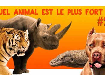 Quel animal est plus fort que le tigre ?