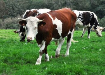 Quel animal est un bovin ?