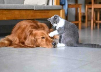 Quel animal peut tuer un homme ?