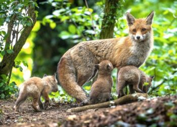 Quel animal reste le plus longtemps avec sa mère ?