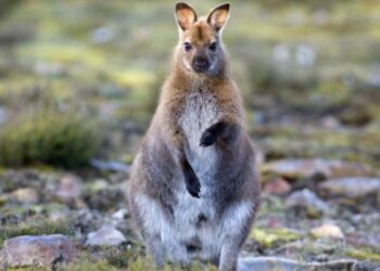 Quel animal sauvage Peut-on avoir chez soi ?