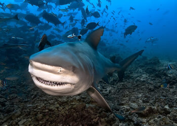 Quel animal tue les requins ?
