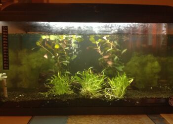 Quel aquarium pour 2 poissons ?