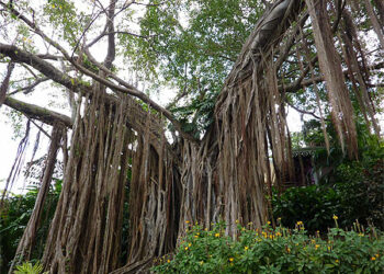 Quel arbre à des lianes ?