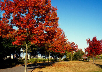 Quel arbre à un bois rouge ?