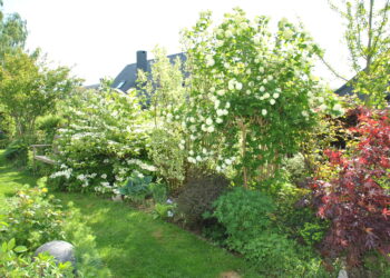 Quel arbre en pot plein soleil ?