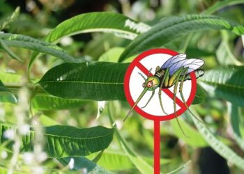 Quel arbre fait fuir les moustiques ?