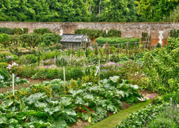 Quel arbre fruitier planter au Québec ?