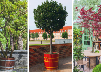 Quel arbre mettre dans sa maison ?