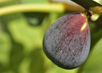 Quel arbre na pas besoin de soleil ?