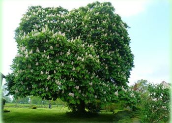 Quel arbre ne pas planter près d'une maison ?