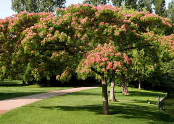 Quel arbre offrir pour une nouvelle maison ?