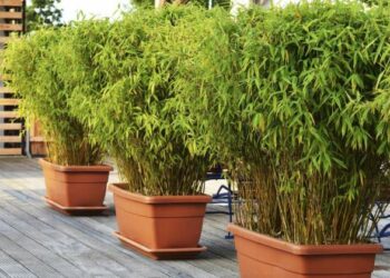 Quel arbre persistant en pot ?