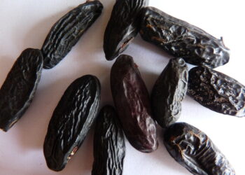 Quel arbre produit la fève de Tonka ?