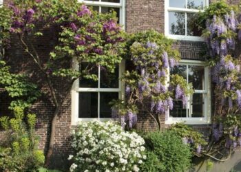 Quel arbuste devant maison ?