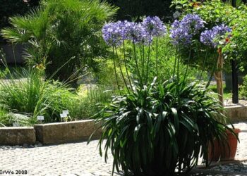 Quel arbuste en pot qui ne gèle pas ?