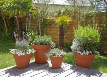 Quel arbuste mettre en pot sur une terrasse ?