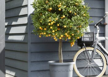 Quel arbuste persistant en pot ?