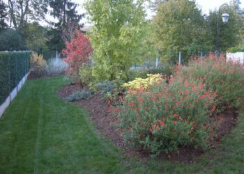 Quel arbuste persistant pour massif ?