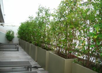 Quel arbuste planter dans un grand pot ?