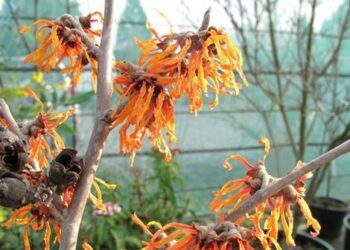 Quel arbuste résisté au froid ?