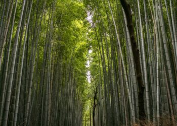 Quel bambou Fargesia pousse le plus vite ?