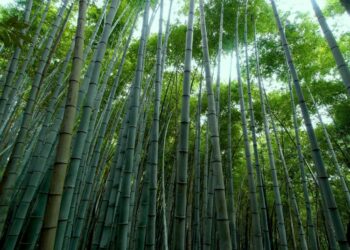 Quel bambou non traçant pousse le plus vite ?