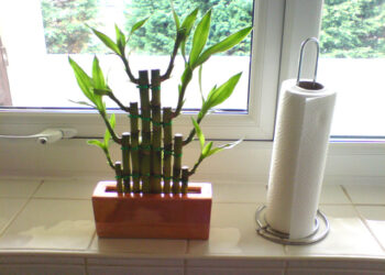 Quel bambou pour l'intérieur ?