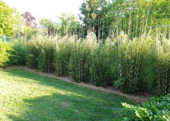 Quel bambou pour une haie brise-vue ?