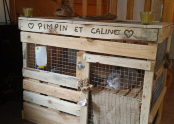 Quel bois pour les lapins ?