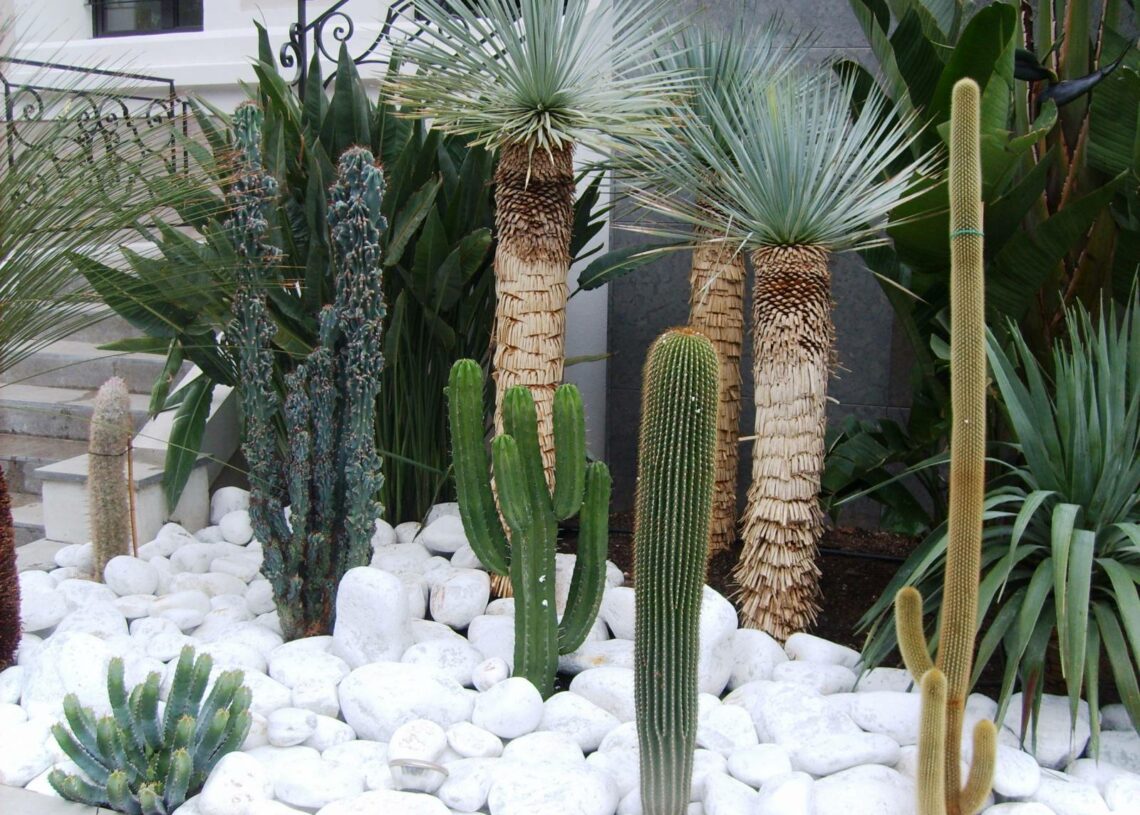 Sitemapcdatahttpsvo1kedriinfocactus Exterieur Jardiland