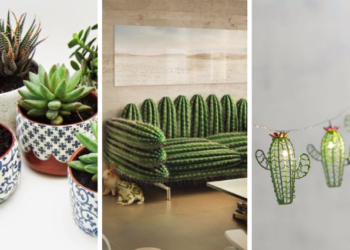 Quel cactus pour l'intérieur ?
