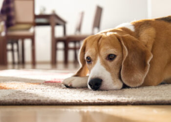 Quel chien peut rester seul en appartement ?