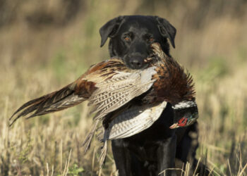 Quel chien pour la chasse au petit gibier ?
