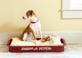 Quel couchage pour un vieux chien ?