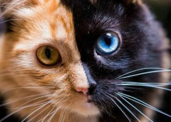 Quel couleur de chat est la plus rare ?