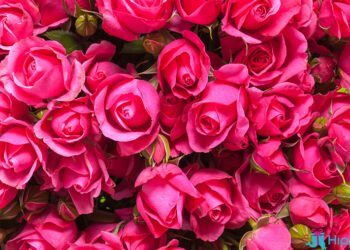 Quel couleur de fleur pour l'amitié ?