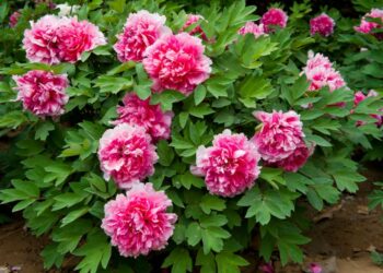 Quel emplacement pour une pivoine ?