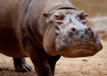 Quel est animal le plus dangereux au monde ?