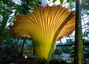 Quel est la fleur la plus belle du monde ?