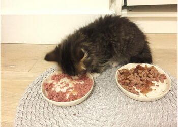 Quel est la meilleure marque de nourriture pour chat ?