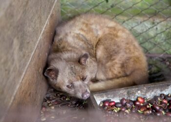 Quel est l'animal le plus cher du monde ?