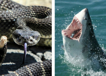 Quel est l'animal le plus dangereux du monde ?