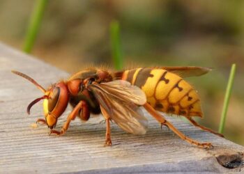 Quel est l'animal le plus dangereux en France ?