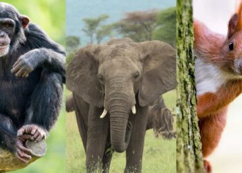 Quel est l'animal le plus intelligent du monde ?