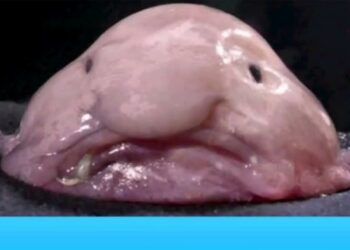 Quel est l'animal le plus laid du monde ?