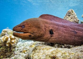 Quel est l'animal le plus mortelle ?