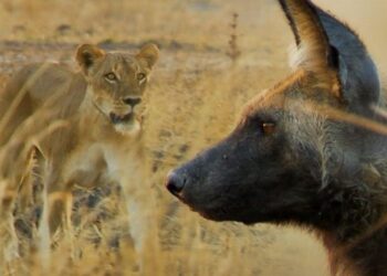 Quel est l'animal qui peut tuer un lion ?