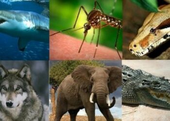 Quel est l'animal qui tue le plus d'humains ?