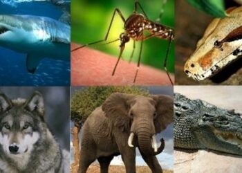 Quel est l'animal qui tue le plus en France ?